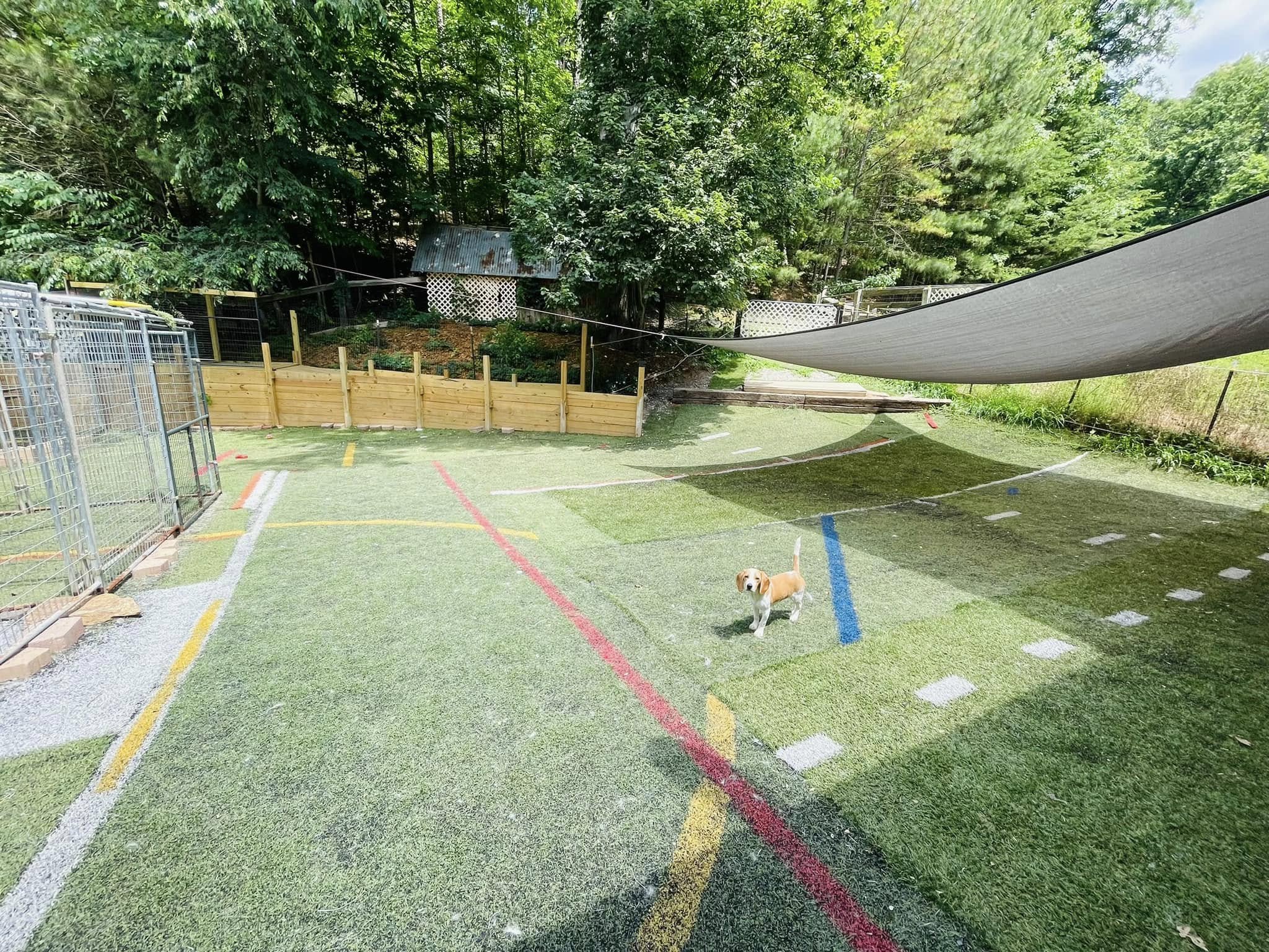Doggy Dorm 3