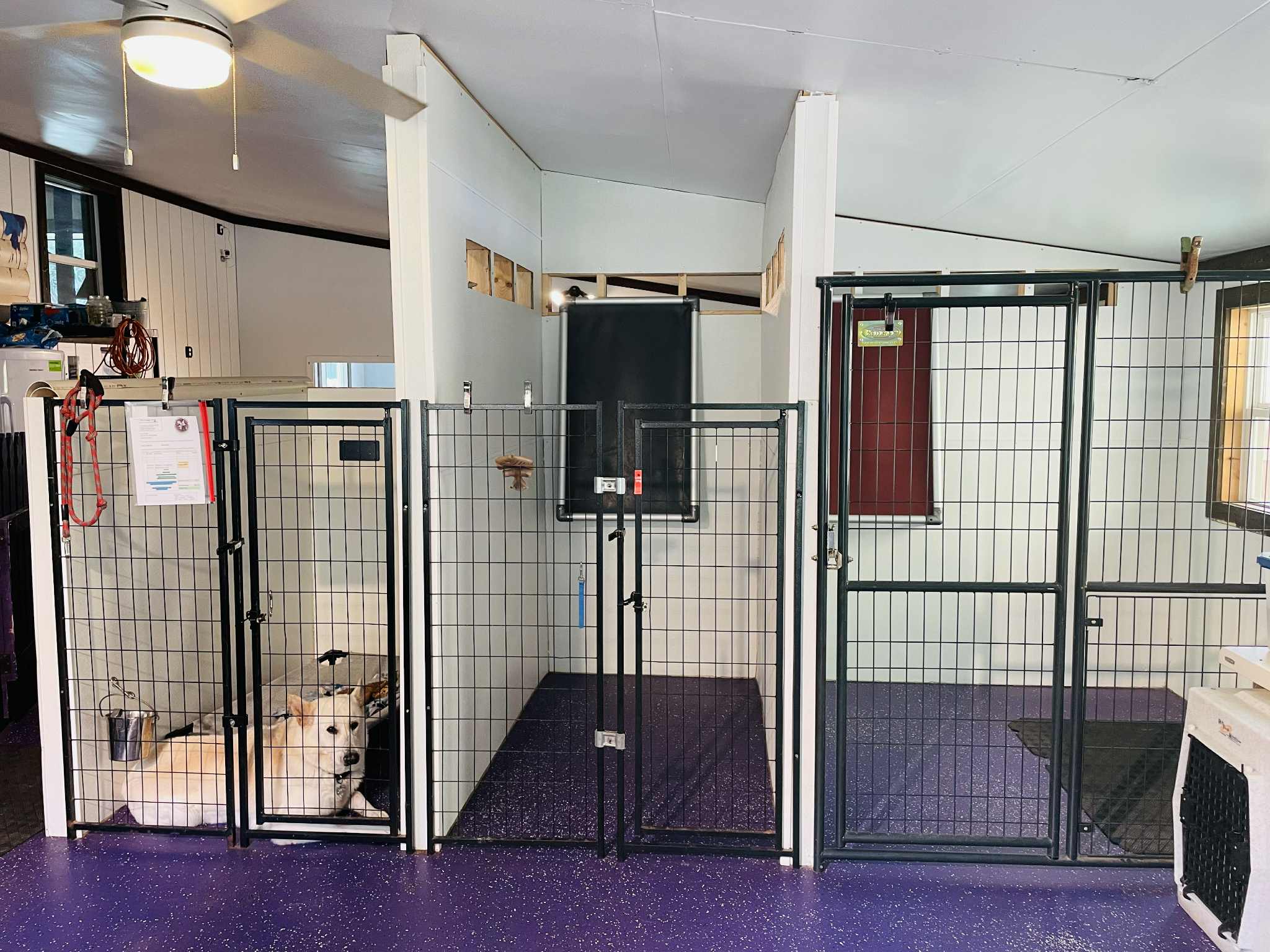 dog boarding doggy dorm