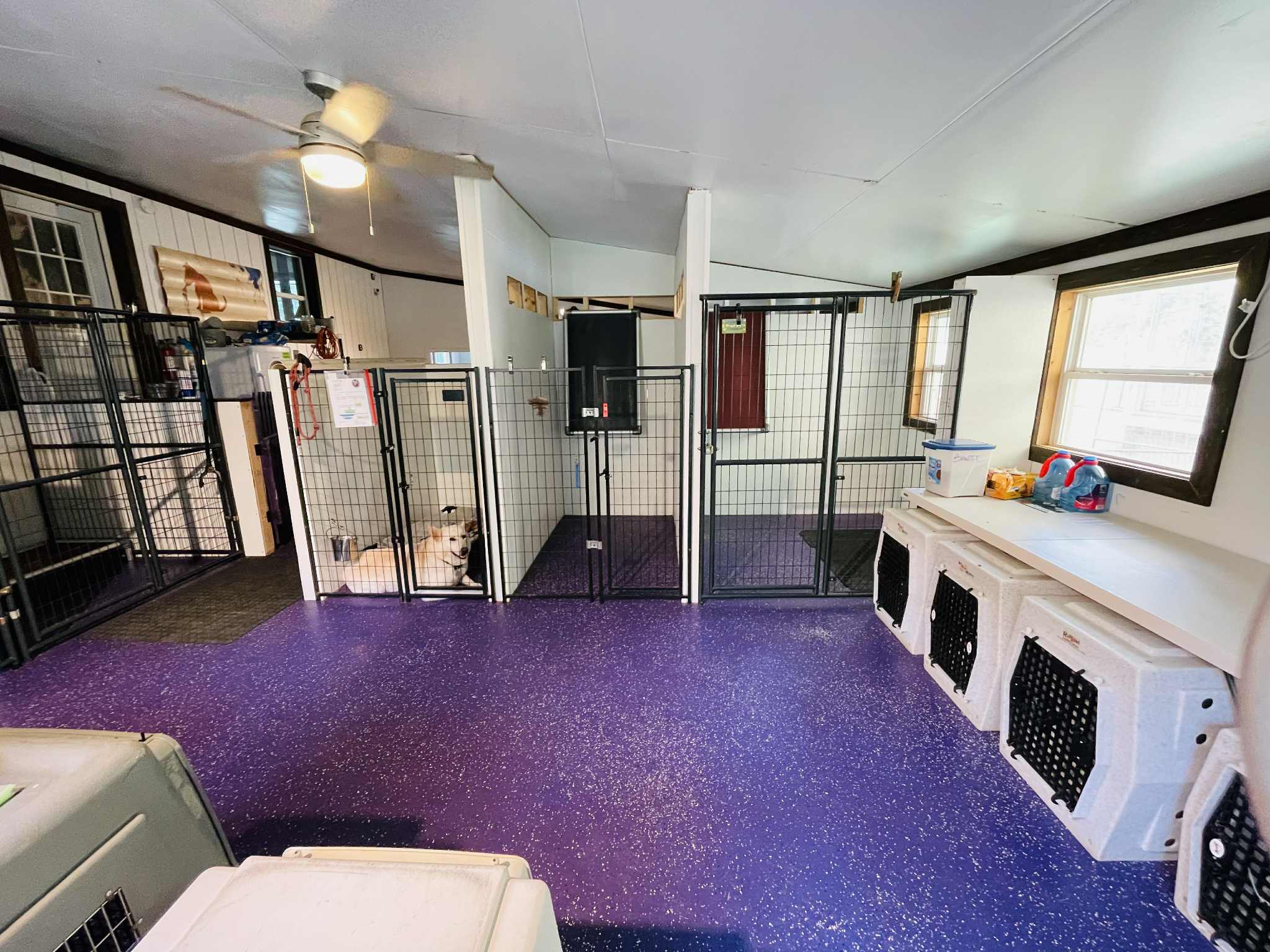dog boarding room