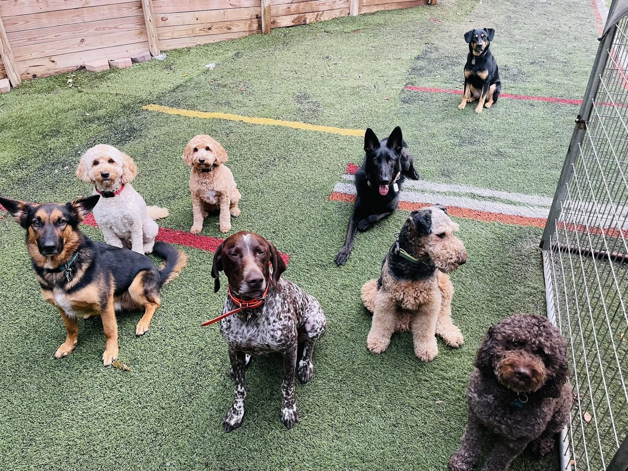 doggy dorm 4