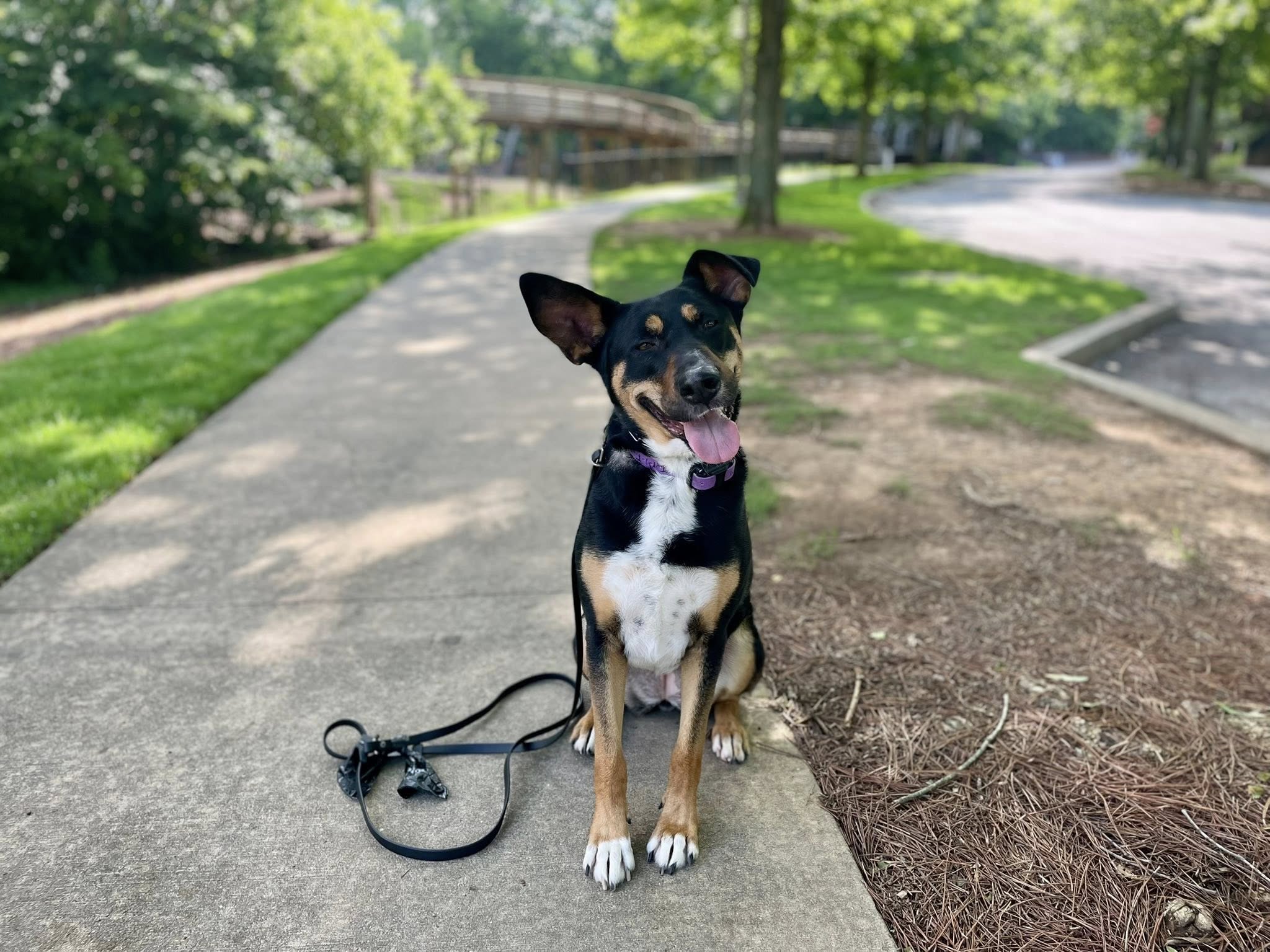 doggy dorm training dog